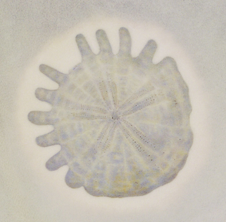 dollar_w7.jpg (82044 octets)