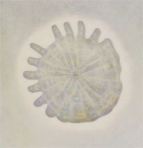 coquillage2n.jpg (11333 octets)