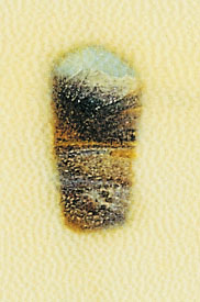 point-eau_w7.jpg (20781 octets)