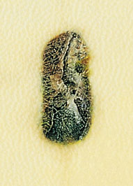 point-eau_w9.jpg (20668 octets)