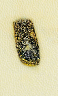 pointd'eau11.jpg (22579 octets)