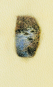pointd'eau12.jpg (22275 octets)